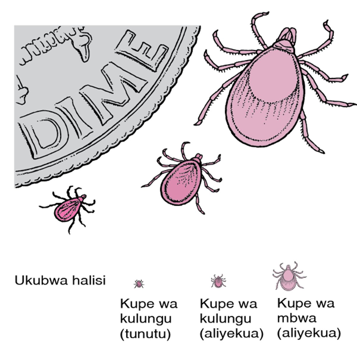Kupe wa Kulungu